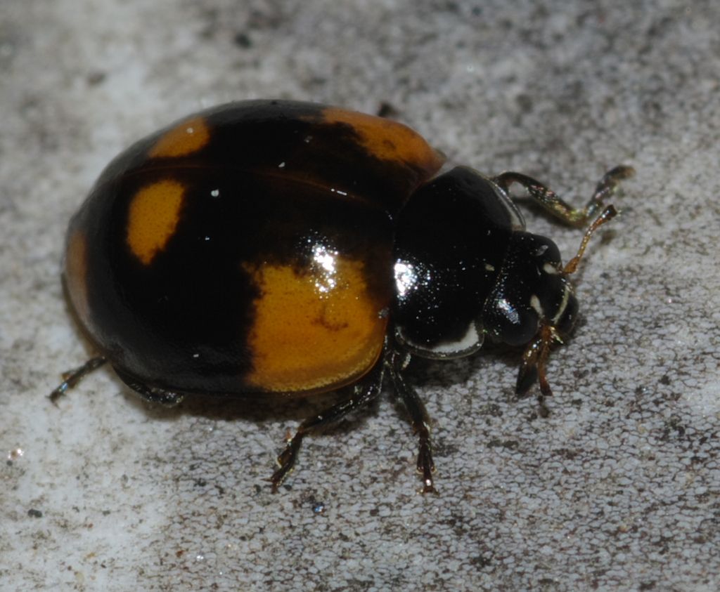 Coccinella 3 - Adalia bipunctata